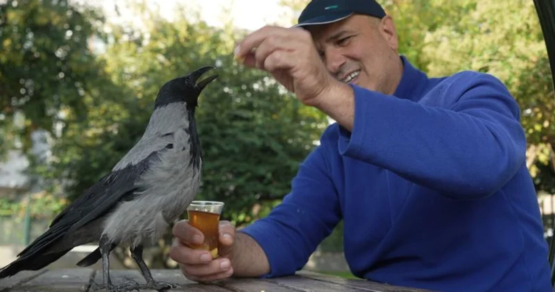 Bu karga çay içip Rize helvası yiyor