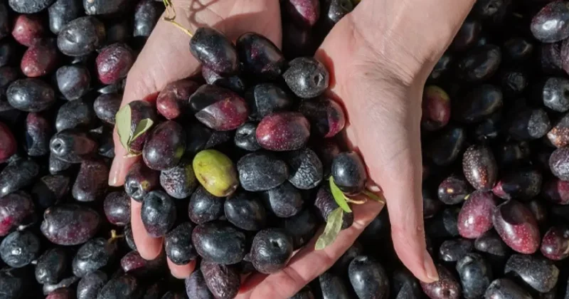 Marmarabirlik ten yeni karar: Kota uygulaması kaldırıldı!