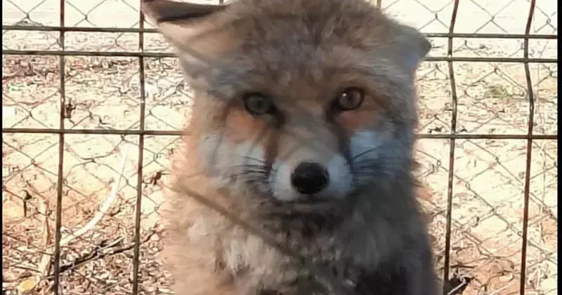 Gübre çukuruna düşen tilki kurtarıldı