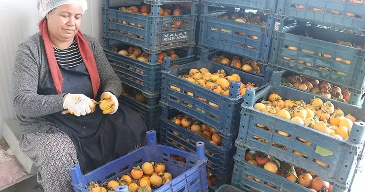 Memurluktan patronluğa! Hurmadan yaptı, Kanada ya ihracata başladı