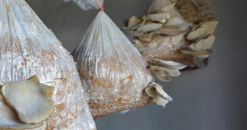 Doğada görünce balkonunda yetiştirdi: Şimdi paraya para demiyor Sözcü Gazetesi