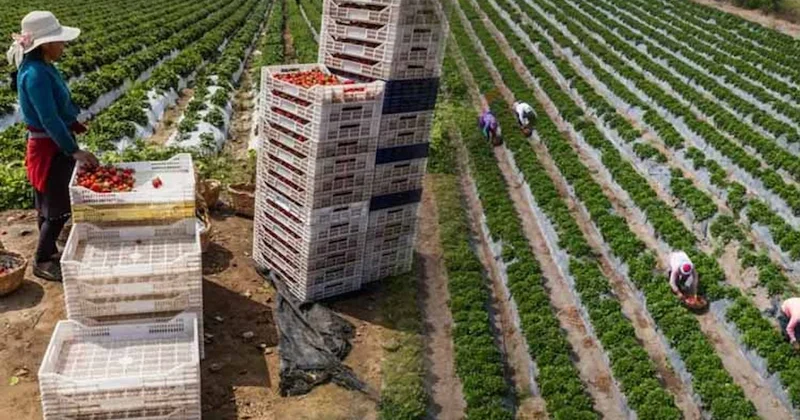 Dünyanın en kurak çölüydü, meyve bahçesine dönüştü! Ekonomisi büyüdü, ama artık daha bir sorunu var... Sözcü Gazetesi