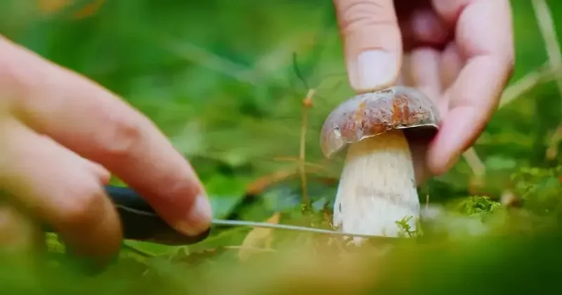 Mantar toplamak için iki kardeşiyle gittiği ormanda kayboldu İzmir Haberleri