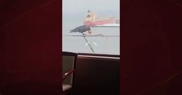 6 bisküviyi aynı anda gagasına sığdırmaya çalışan karga kamerada