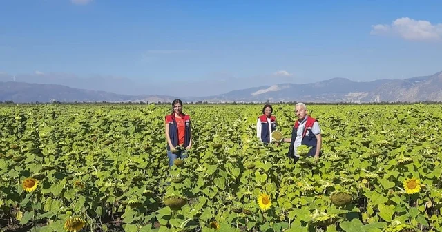 Söke de 10 bin dekarlık alana ayçiçeği tohumu dağıtılacak Aydın Haberleri