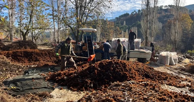 Dikenlerinden kurtulan kestanelerin sofralara yolculuğu başladı Denizli Haberleri