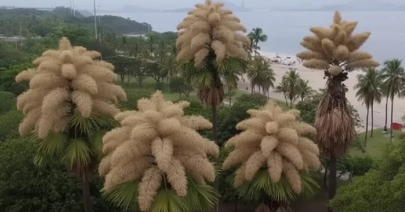 Hayatlarında ilk ve son kez çiçek açan ağaçlar: 80 yılda bir gerçekleşen mucize Sözcü Gazetesi