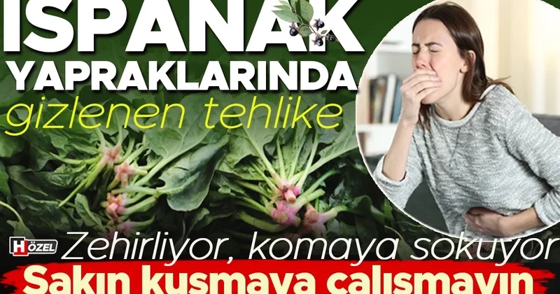 Güzelavrat otu, ıspanak yapraklarının arasına karışıp zehirliyor! Kökleri yoksa almayın! Ciddi vakalarda nöbet ve koma gelişebilir