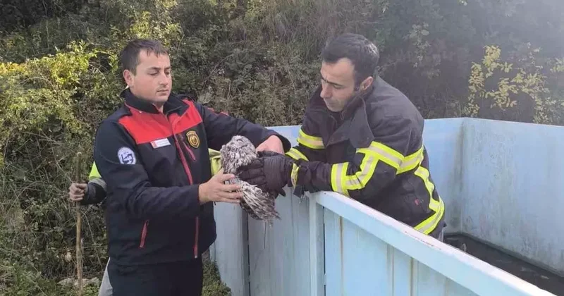 Yayladağı’nda baykuş kurtarma operasyonu