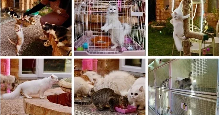 Kedilere lüks hizmet: 5 yıldızlı otel