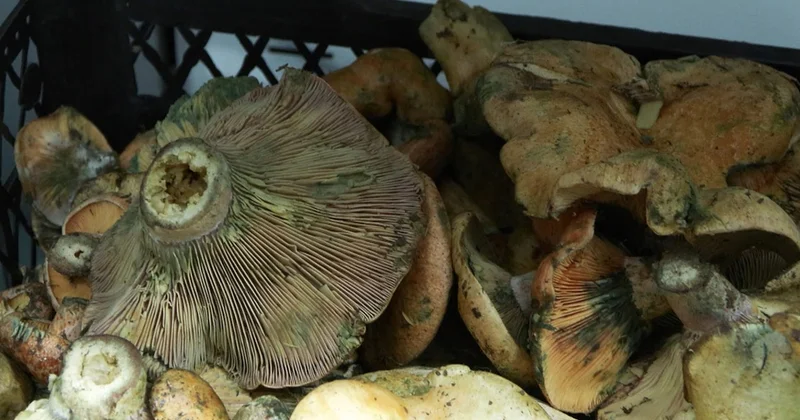 İstanbul da sessiz büyüyen tehlike: 5 saat içinde etkisini gösteriyor, 60 kişi hastanelik oldu Sözcü Gazetesi