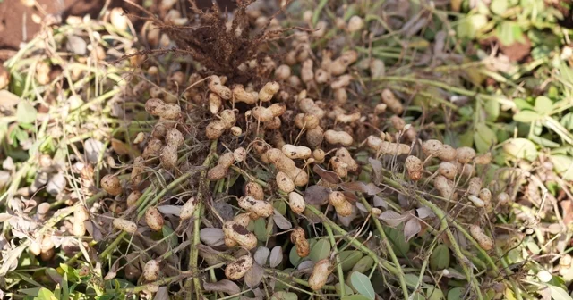Adıyaman da yer fıstığı hamlesi Adıyaman Haberleri