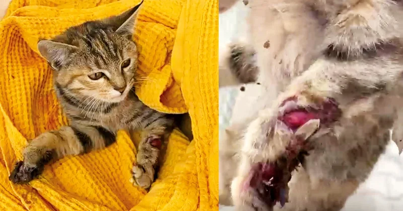 Yavru kediye işkence