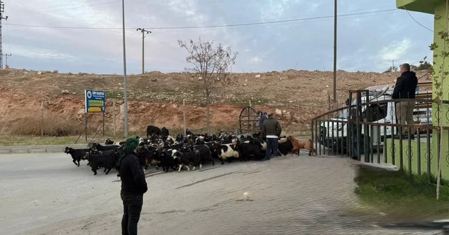 Şap hastalığı nedeniyle kapalı olan Siirt Hayvan Pazarı açıldı Siirt Haberleri