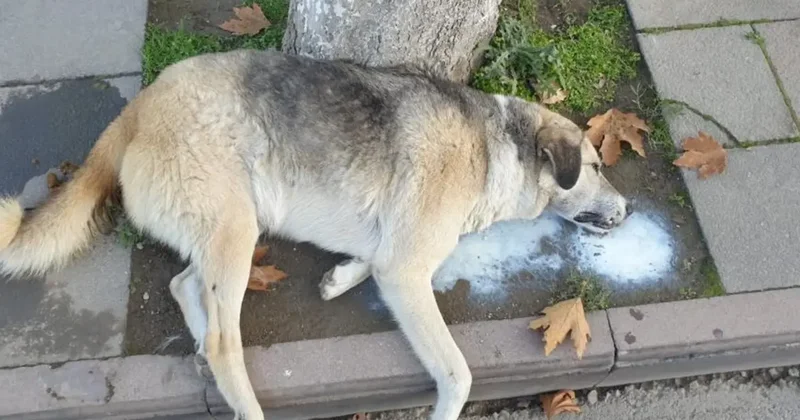 Amasya da şehrin göbeğinde köpek ve kediler ölü bulundu