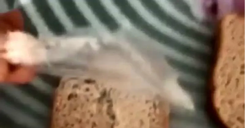 Marketten aldığı ekmeğin içinden çıkanı görünce gözlerine inanamadı