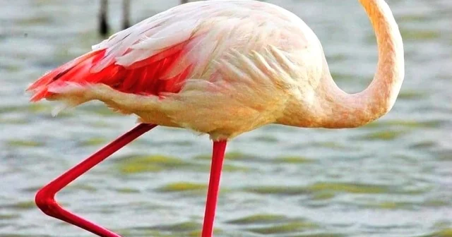 Göksu Deltası nda göçmen kuş yoğunluğu Mersin Haberleri