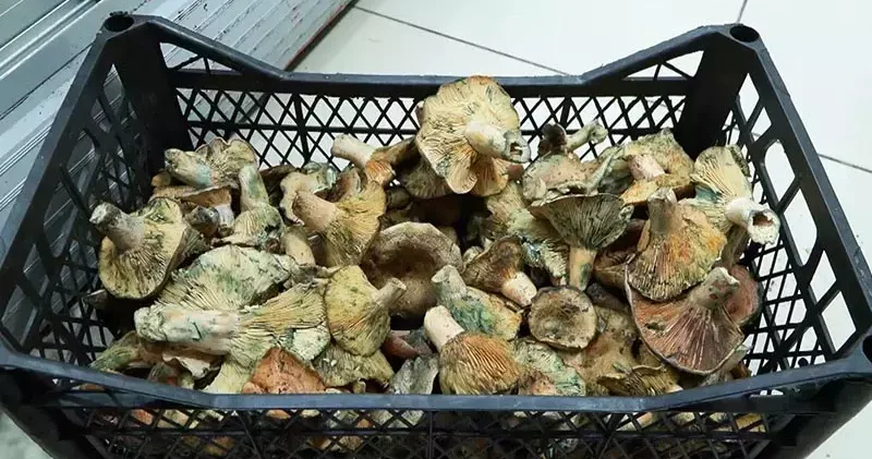 İstanbul da bir ayda 60 kişi mantar zehirlenmesi nedeniyle hastaneye başvurdu