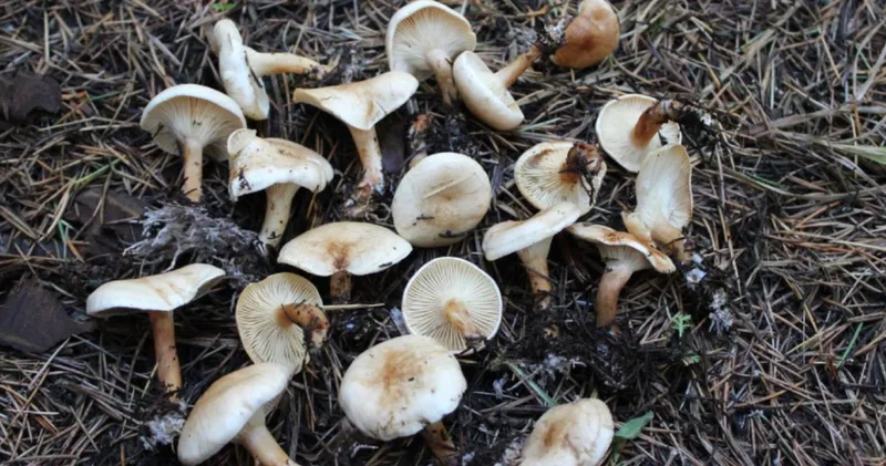 İstanbul da mantar tehlikesi: 1 ayda 60 kişi hastanelik oldu