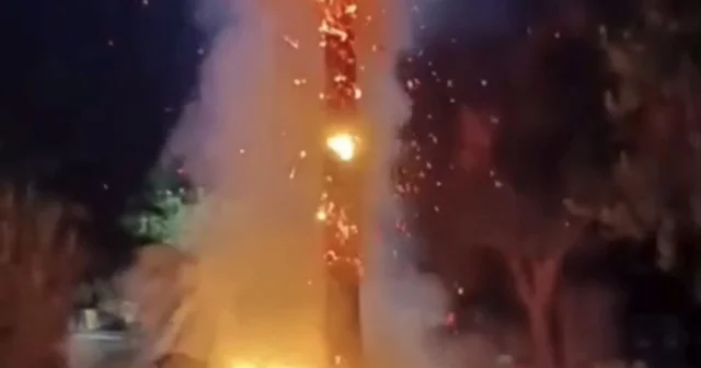 Mardin de 15 yıllık palmiye ağacını ateşe verdiler Mardin Haberleri