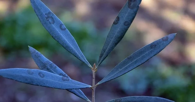 Zeytinde halkalı leke hastalığı ile mücadele çağrısı yapıldı Aydın Haberleri