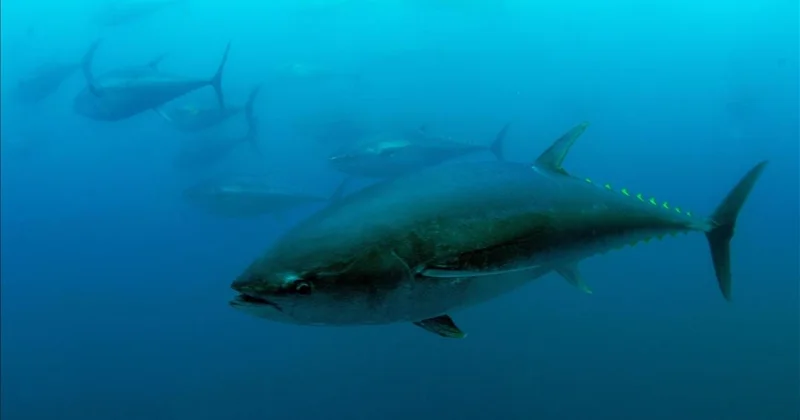 Mavi yüzgeçli orkinos kotası 3 bin 95 tona yükseldi