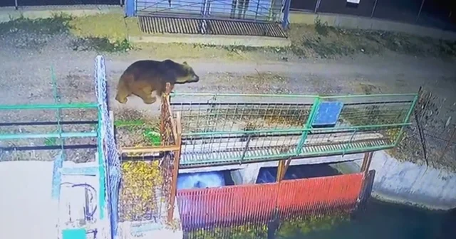 Mevsim normalleri değişti, ayılar hâlâ uyanık Erzincan Haberleri