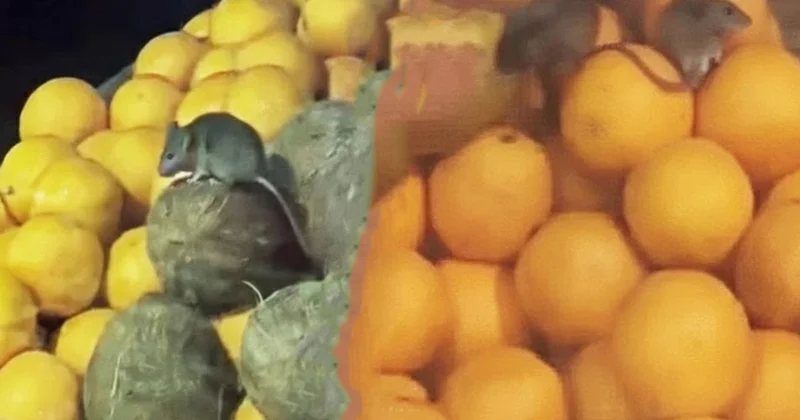 Ülkeyi fareler ve hamam böcekleri bastı: Onlarca restoran kapatıldı Sözcü Gazetesi