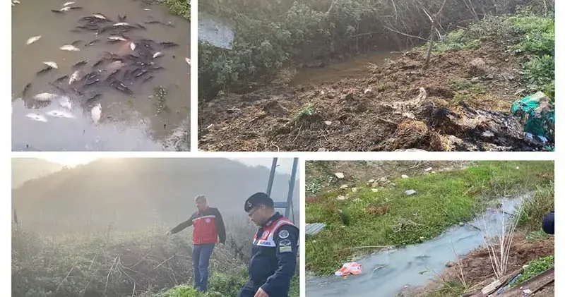 Arnavutköy de toplu balık ölümleri: Göle hayvansal gübre atığı bırakan işletmelere ceza