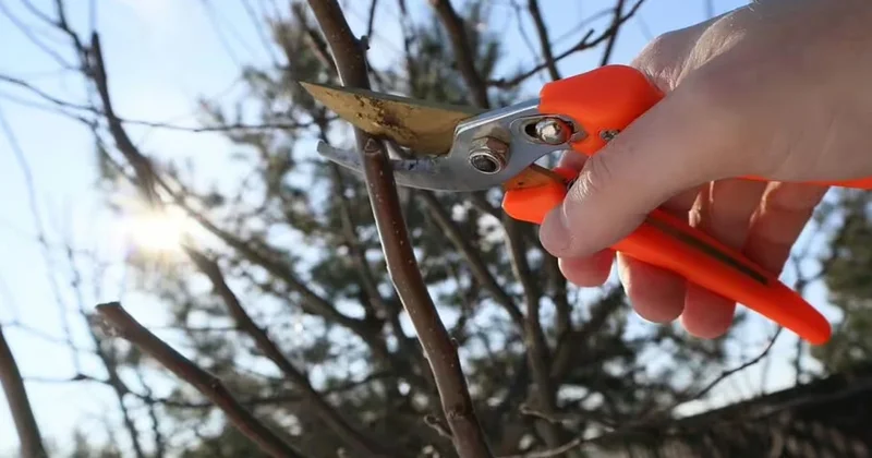 Bahçıvan uyardı: Ocak ayında sakın budamayın Sözcü Gazetesi