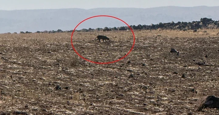 Bu kez Şırnak ta görüntülendi! Görüldüğü yerlerde vatandaşlar bilgilendirilmeli