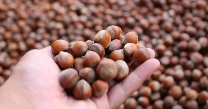 Fındık ihracatı çakıldı