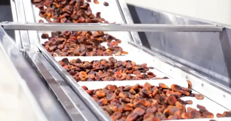 Kuru kayısı ihracatından 303 milyon 584 bin dolar gelir