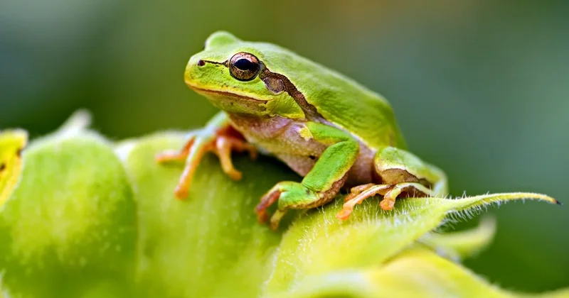 Raporda yapay zeka skandalı: Polisi kurbağaya çevirdi Sözcü Gazetesi