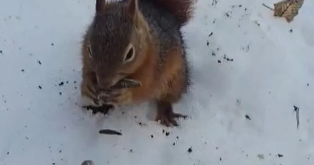Bolu’da bir kişinin sincabı eliyle besledi: O anlar kamerada VİDEO İZLE