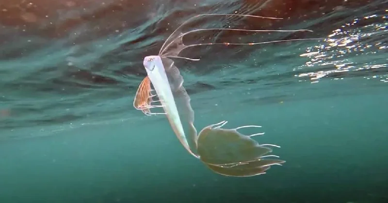 Efsanevi yaratık bu kez canlı görüldü: Depremin habercisi olarak biliniyor Sözcü Gazetesi