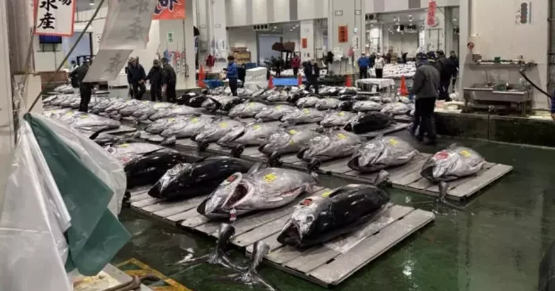 Rekor tazelendi! Dev orkinos 3,2 milyon dolara satıldı