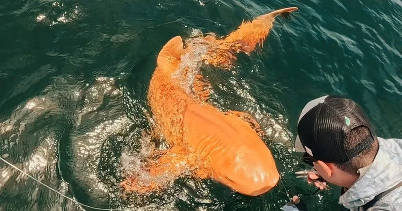 Turuncu köpekbalığı görüntülendi: Renginin neden böyle olduğu belli oldu Sözcü Gazetesi