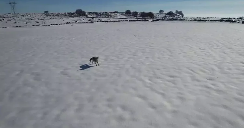 Tilki ile dronun eğlenceli mücadelesi kameraya yansıdı