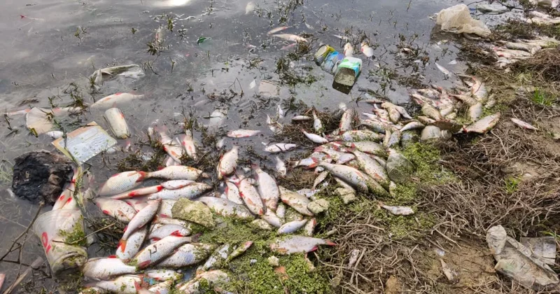 İstanbul da gölette endişe verici görüntüler! Yüzlerce ölü balık kıyıya vurdu Sözcü Gazetesi