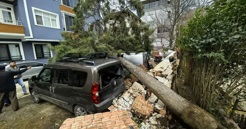Samsun da şiddetli rüzgar nedeniyle devrilen ağaçlar 3 araca zarar verdi