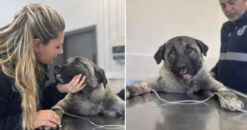 Kamyonetin arkasında ölüme sürüklenen köpeği Seren Serengil sahiplendi