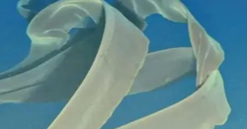 Denizin altında kolları otobüs büyüklüğünde olan canavar keşfedildi Sözcü Gazetesi