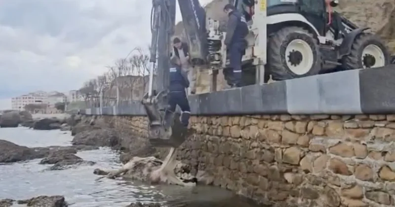 Gelibolu’da üzücü manzara: Ölü inek sahile vurdu