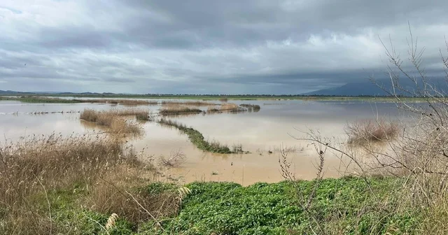 Büyük Menderes Nehri yine taştı; Söke Ovası nı su bastı Aydın Haberleri