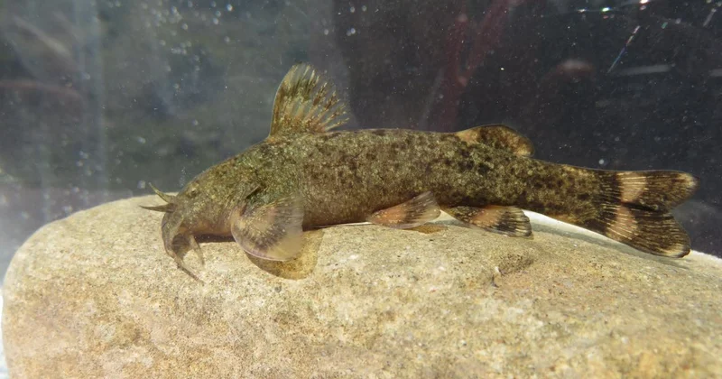 Türkiye de tatlı su balıkları tehlike altında