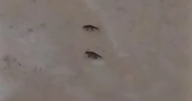 Son yılların en soğuk kışını yaşayan Sivas ta yabani hayvanlar sık sık yerleşim bölgelerine iniyor Sivas Haberleri