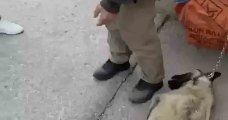 Ankara’da kamyonetin arkasına köpeği bağlayıp sürükleyen sürücü gözaltına alındı Ankara Haberleri