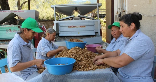 Datça nın organik ürünleri bal badem ve zeytinyağı ülke genelinde satılıyor Muğla Haberleri