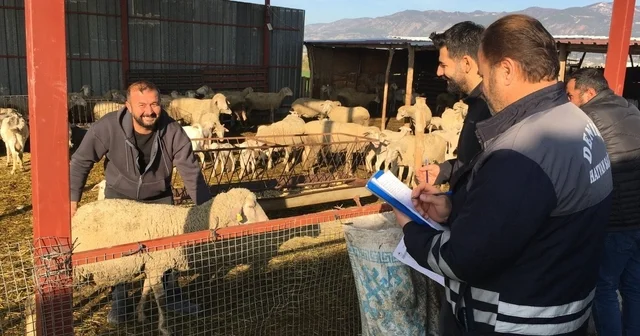 Denizli hayvancılığında sağlık, üretim ve güç bir arada Denizli Haberleri